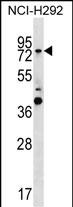 WB - GTPBP1 Antibody (C-term) AP18879b
