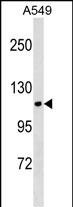 KIT Antibody (Center Y547)(Cat. #AP18890c) western blot analysis in A549 cell line lysates (35ug/lane).This demonstrates the KIT antibody detected the KIT protein (arrow).