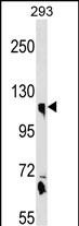 CLSTN1 Antibody (N-term) (Cat. #AP18952a) western blot analysis in 293 cell line lysates (35ug/lane).This demonstrates the CLSTN1 antibody detected the CLSTN1 protein (arrow).