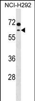 MCCC2 Antibody (C-term) (Cat. #AP18978b) western blot analysis in NCI-H292 cell line lysates (35ug/lane).This demonstrates the MCCC2 antibody detected the MCCC2 protein (arrow).