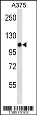 WB - ZNF729 Antibody (N-term) AP19213a