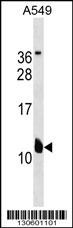 KCNE2 Antibody (C-term)(Cat. #AP19267b) western blot analysis in A549 cell line lysates (35ug/lane).This demonstrates the KCNE2 antibody detected the KCNE2 protein (arrow).