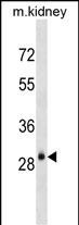 AQP3 Antibody (Center)(Cat. #AP19289c) western blot analysis in mouse kidney tissue lysates (35ug/lane).This demonstrates the AQP3 antibody detected the AQP3 protein (arrow).