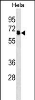 PPP2R5D Antibody (N-term)(Cat. #AP19327a) western blot analysis in Hela cell line lysates (35ug/lane).This demonstrates the PPP2R5D antibody detected the PPP2R5D protein (arrow).