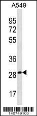 PEBP4 Antibody (Center)(Cat. #AP19359c) western blot analysis in A549 cell line lysates (35ug/lane).This demonstrates the PEBP4 antibody detected the PEBP4 protein (arrow).