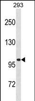 WB - LRRC8A Antibody(C-term) AP19519b