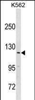 HERC3 Antibody (N-term) (Cat. #AP19543a) western blot analysis in K562 cell line lysates (35ug/lane).This demonstrates the HERC3 antibody detected the HERC3 protein (arrow).