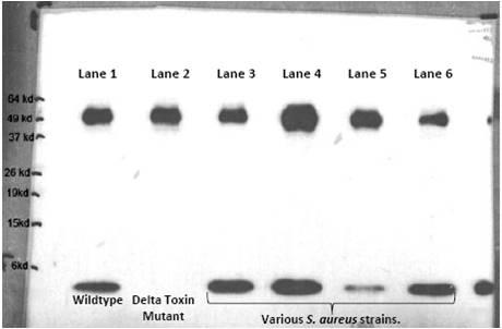 WB analysis of Delta Hemolysin antibody.  Lane 1 is a wildtype S. aureus strain.  Lane 2 is an isogenic delta toxin mutant.  Lanes 3-6 represent various S. aureus clinical isolates.  The low MW band is delta toxin (absent in the mutant) and the higher MW band is protein A.