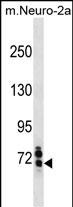 WB - Mouse Senp1 Antibody(Center) AP19695c