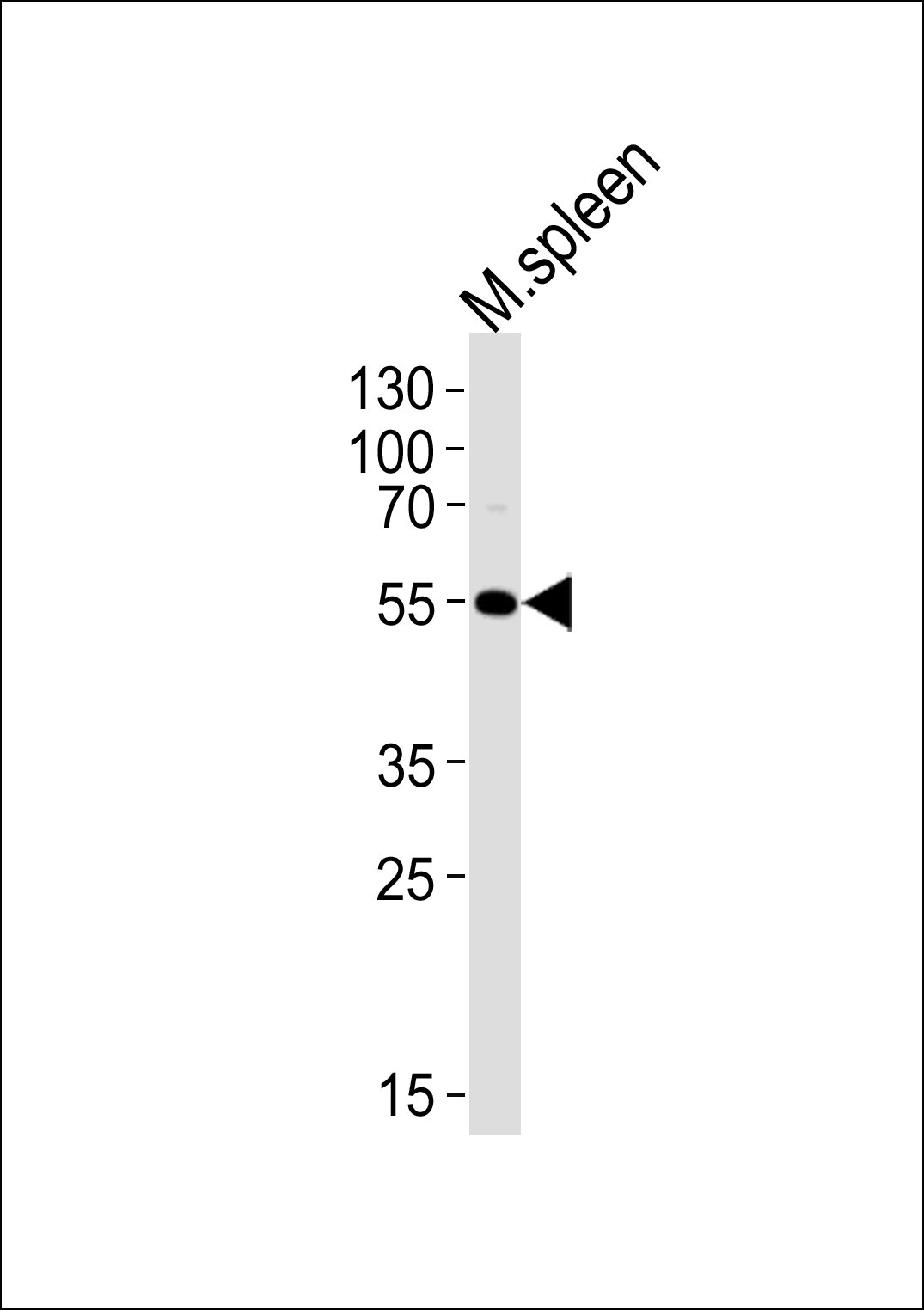 WB - Mouse Lrmp Antibody (C-term) AP19787b