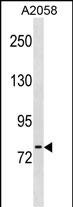 WB - NLN Antibody (Center) AP19932c