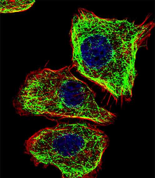 Fluorescent confocal image of U251 cell stained with DMRTA2 Antibody (C-term)(Cat#AP19969b).U251 cells were fixed with 4% PFA (20 min), permeabilized with Triton X-100 (0.1%, 10 min), then incubated with DMRTA2 primary antibody (1:25, 1 h at 37?). For secondary antibody, Alexa Fluor� 488 conjugated donkey anti-rabbit antibody (green) was used (1:400, 50 min at 37?).Cytoplasmic actin was counterstained with Alexa Fluor� 555 (red) conjugated Phalloidin (7units/ml, 1 h at 37?). Nuclei were counterstained with DAPI (blue) (10 �g/ml, 10 min). DMRTA2 immunoreactivity is localized to Microtubules significantly.
