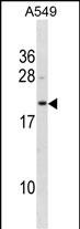 BLVRB Antibody (Center) (Cat. #AP20044c) western blot analysis in A549 cell line lysates (35ug/lane).This demonstrates the BLVRB antibody detected the BLVRB protein (arrow).