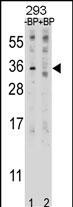 Western blot analysis of EBI3 Antibody (C-term) Pab (Cat. #AP20128b) pre-incubated without(lane 1) and with(lane 2) blocking peptide in 293 cell line lysate. EBI3 Antibody (C-term) (arrow) was detected using the purified Pab.