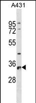 RPS6 Antibody (N-term) (Cat. #AP20175a) western blot analysis in A431 cell line lysates (35ug/lane).This demonstrates the RPS6 antibody detected the RPS6 protein (arrow).
