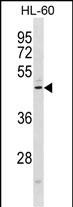 CMKLR1 Antibody (C-term) (Cat. #AP20213b) western blot analysis in HL-60 cell line lysates (35ug/lane).This demonstrates the CMKLR1 antibody detected the CMKLR1 protein (arrow).