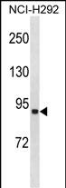 ACSL1 Antibody (C-term) (Cat. #AP20275b) western blot analysis in NCI-H292 cell line lysates (35ug/lane).This demonstrates the ACSL1 antibody detected the ACSL1 protein (arrow).