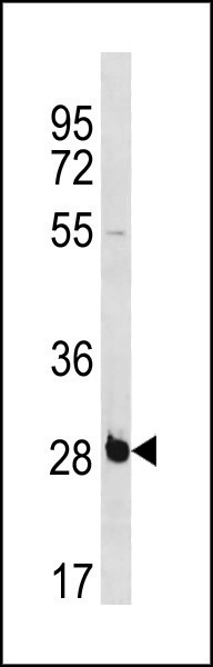 RBPMS Antibody (C-term) (Cat. #AP20354b) western blot analysis in NCI-H460 cell line lysates (35ug/lane).This demonstrates the RBPMS antibody detected the RBPMS protein (arrow).