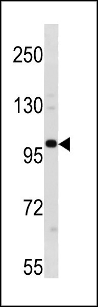 WB - ESCO1 Antibody (C-term) AP20370b