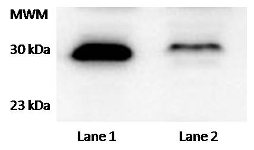WB - TTC33 Antibody AP15007a