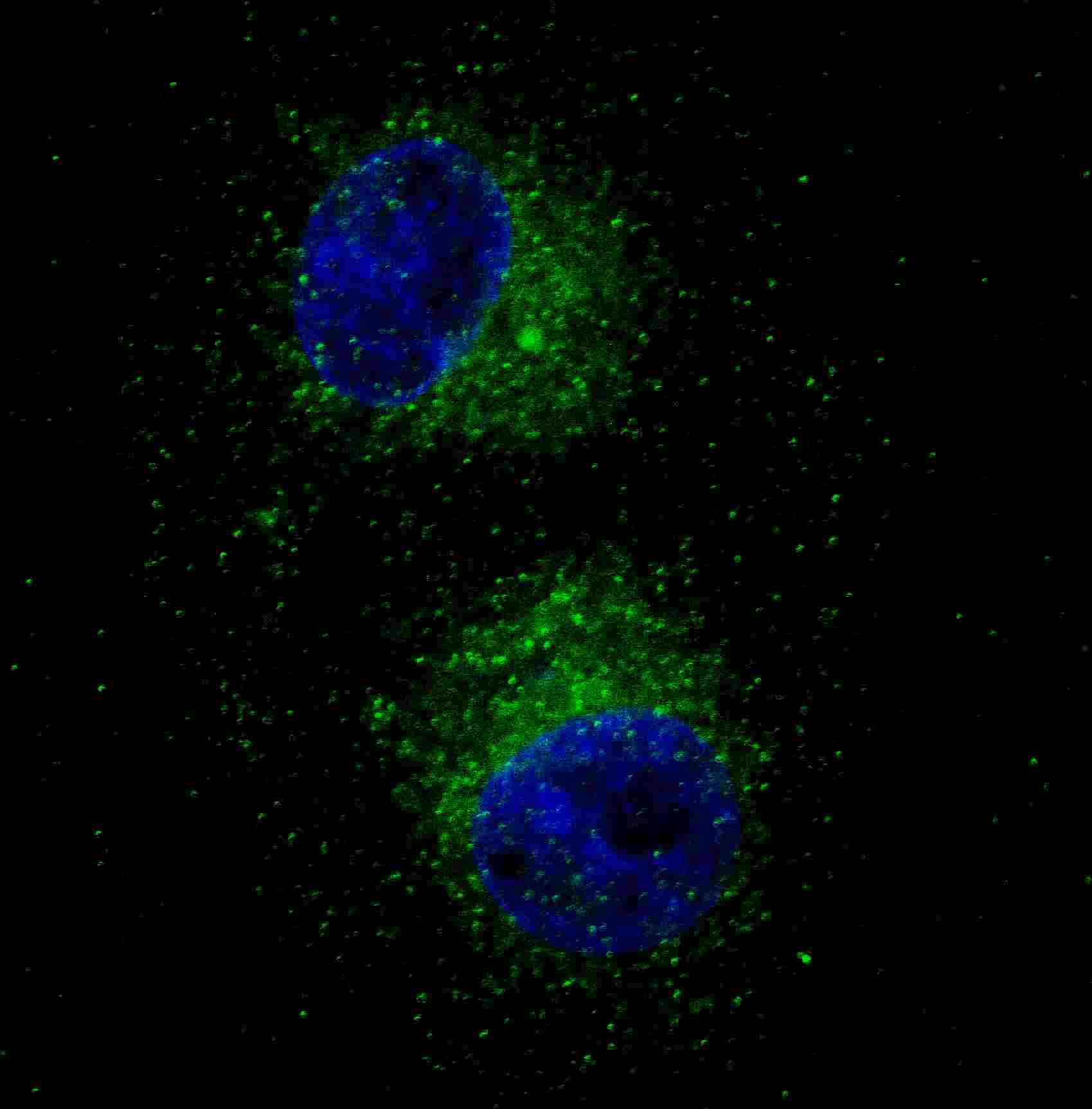 Fluorescent confocal image of HepG2 cells stained with MET/HGFR antibody. HepG2 cells were fixed with 4% PFA (20 min), permeabilized with Triton X-100 (0.2%, 30 min). Cells were then incubated with AM1002a MET/HGFR primary antibody (1:100, 2 h at room temperature). For secondary antibody, Alexa Fluor® 488 conjugated donkey anti-mouse antibody (green) was used (1:1000, 1h). Nuclei were counterstained with Hoechst 33342 (blue) (10 μg/ml, 5 min). ). Note the highly specific localization of the MET immunosignal to the cytoplasm, supported by Human Protein Atlas Data (http://www.proteinatlas.org/ENSG00000105976).