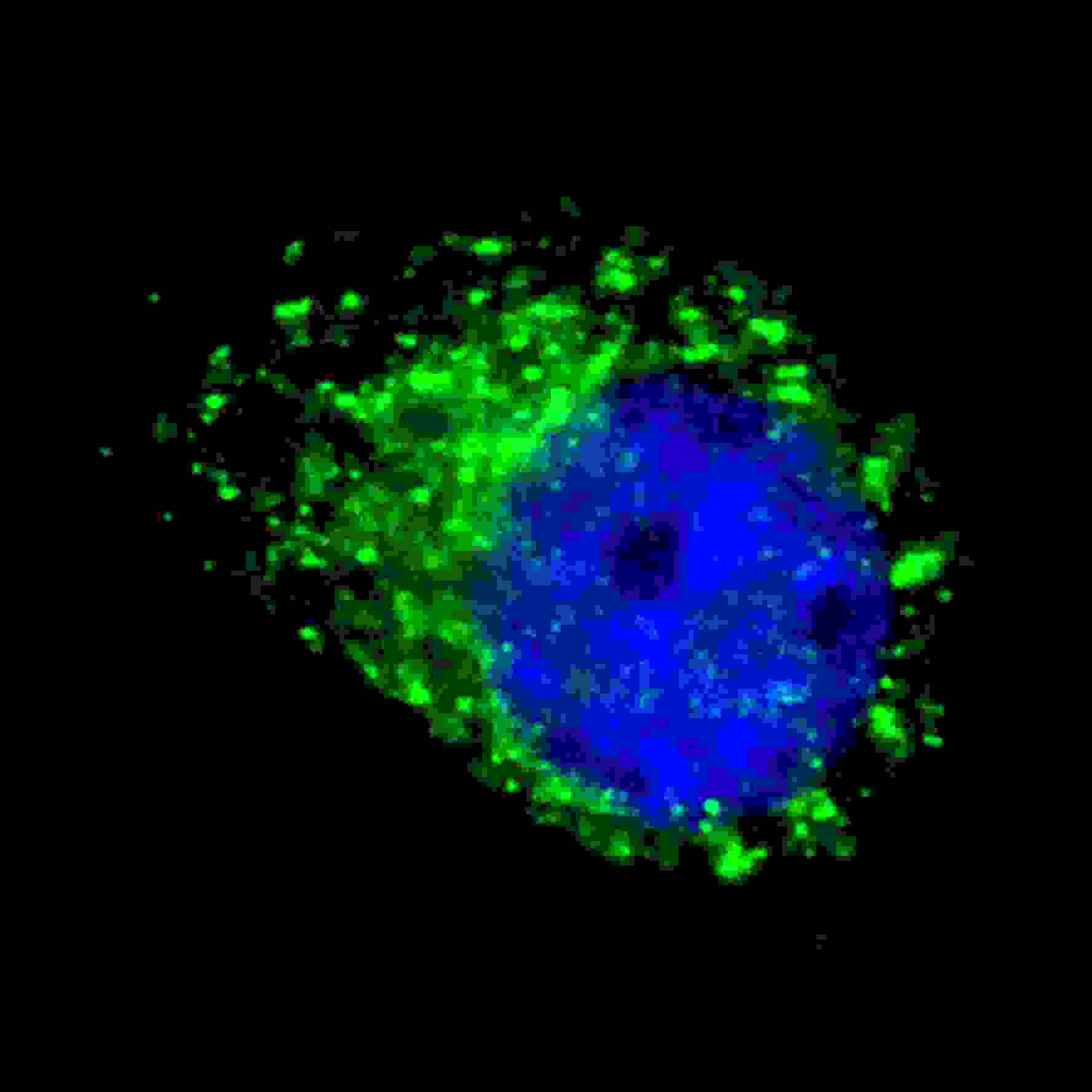 Fluorescent image of U251 cells stained with APG8a/b (MAP1LC3A/B) antibody. U251 cells were treated with Chloroquine (50 ?M,16h), then fixed with 4% PFA (20 min), permeabilized with Triton X-100 (0.2%, 30 min). Cells were then incubated with AP10648a APG8a/b (MAP1LC3A/B) primary antibody (1:100, 2 h at room temperature). For secondary antibody, Alexa Fluor� 488 conjugated donkey anti-rabbit antibody (green) was used (1:1000, 1h). Nuclei were counterstained with Hoechst 33342 (blue) (10 ?g/ml, 5 min). APG8a/b (MAP1LC3A/B) immunoreactivity is localized to autophagic vacuoles in the cytoplasm of U251 cells. 