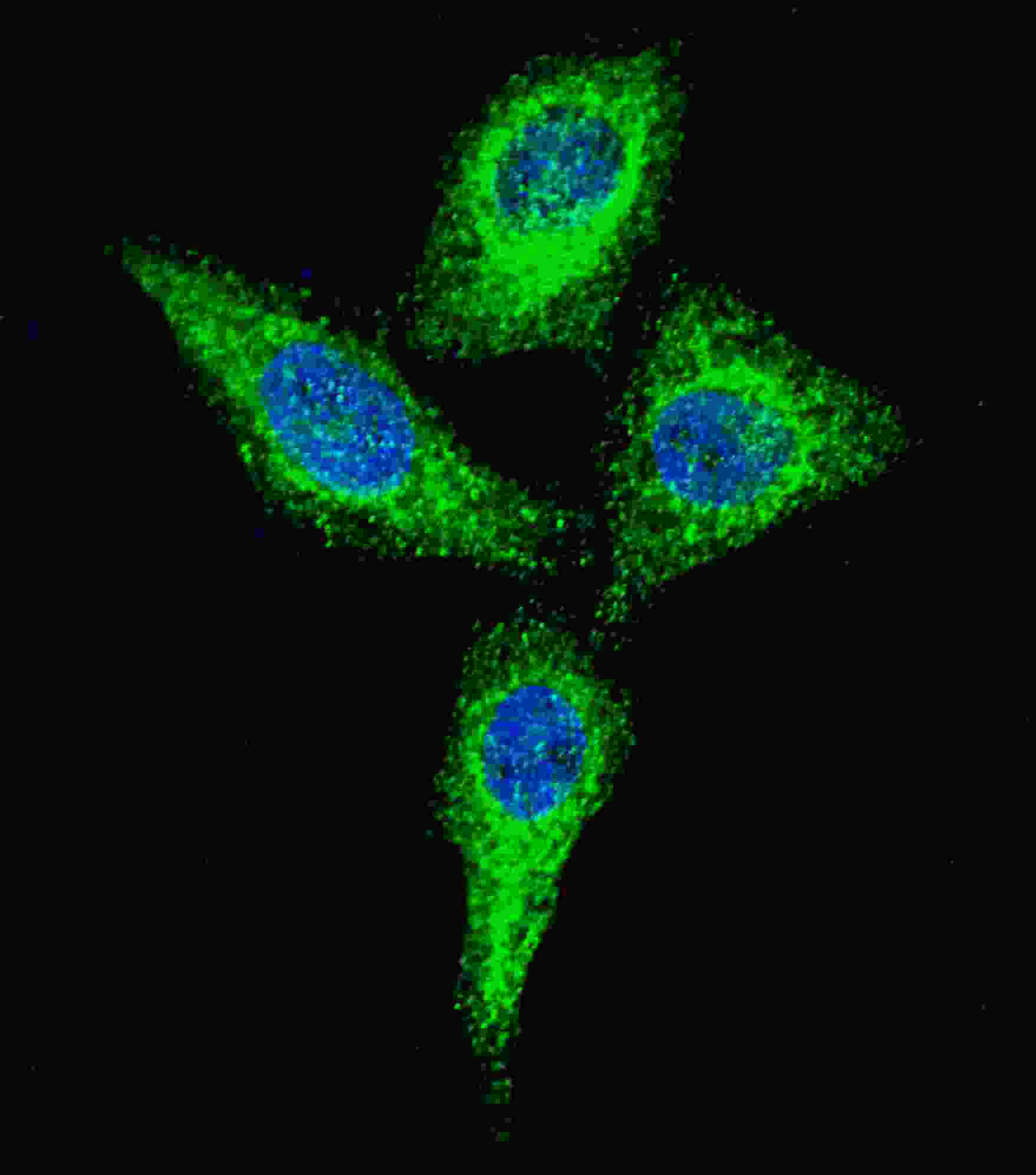 Fluorescent confocal image of HeLa cells stained with Alkaline Phosphatase (ALPI) (Center) antibody. HeLa cells were fixed with 4% PFA (20 min), permeabilized with Triton X-100 (0.2%, 30 min). Cells were then incubated with AP1480c Alkaline Phosphatase (ALPI) (Center) primary antibody (1:100, 2 h at room temperature). For secondary antibody, Alexa Fluor� 488 conjugated donkey anti-rabbit antibody (green) was used (1:1000, 1h). Nuclei were counterstained with Hoechst 33342 (blue) (10 ?g/ml, 5 min). Alkaline Phosphatase (ALPI) immunoreactivity is localized to the cytoplasm of HeLa cells.