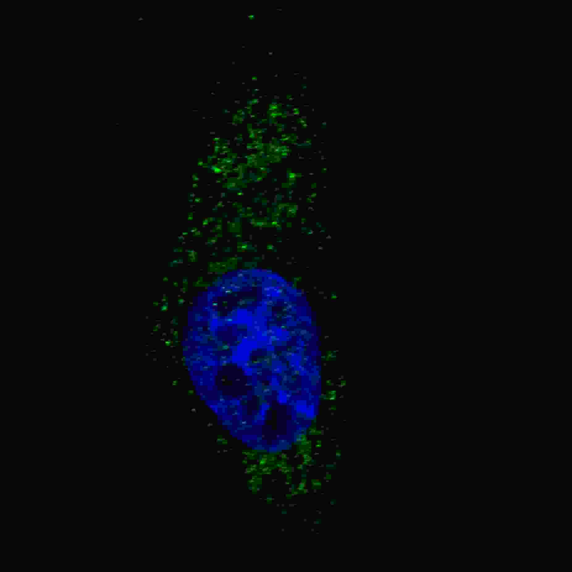 Fluorescent image of U251 cells stained with AP1801a LC3 (APG8A) (N-term) antibody. U251 cells were treated with Chloroquine (50 ?M,16h), then fixed with 4% PFA (20 min), permeabilized with Triton X-100 (0.2%, 30 min). Cells were then incubated with AP1801a LC3 (APG8A) (N-term) primary antibody (1:200, 2 h at room temperature). For secondary antibody, Alexa Fluor� 488 conjugated donkey anti-rabbit antibody (green) was used (1:1000, 1h). Nuclei were counterstained with Hoechst 33342 (blue) (10 ?g/ml, 5 min). LC3 immunoreactivity is localized to autophagic vacuoles in the cytoplasm of U251 cells.