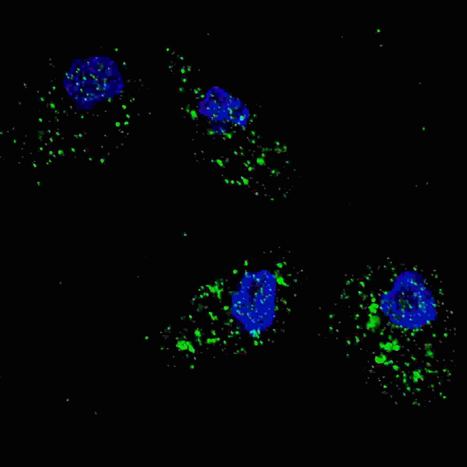 IF - SQSTM1 (p62) Antibody (C-term) AP2183B