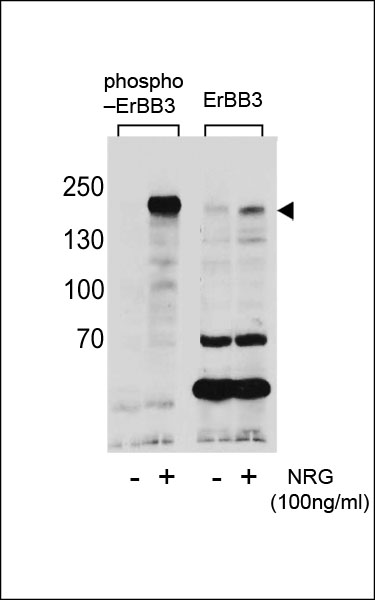 Western blot analysis of extracts from T47D cells,untreated or treated with NRG using Phospho-ErBB3(Tyr1289)(left) or ErBB3 antibody(right).