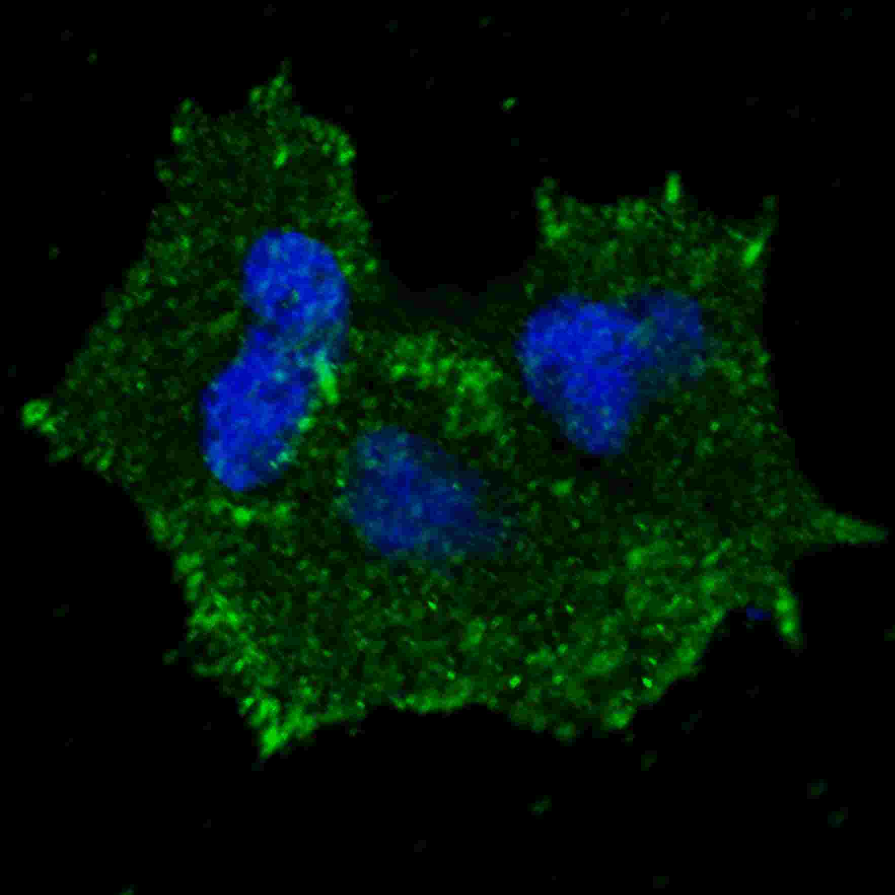 Fluorescent confocal image of MCF7 cells stained with phospho-ERBB2-Y1196 antibody. MCF7 cells were fixed with 4% PFA (20 min), permeabilized with Triton X-100 (0.2%, 30 min).  Cells were then incubated with AP3781t phospho-ERBB2- Y1196 primary antibody (1:100, 2 h at room temperature). For secondary antibody, Alexa Fluor� 488 conjugated donkey anti-rabbit antibody (green) was used (1:1000, 1h). Nuclei were counterstained with Hoechst 33342 (blue) (10 ?g/ml, 5 min). Note the highly specific localization of the phospho-ERBB2-Y1196 to the plasma membrane and cytoplasm. 