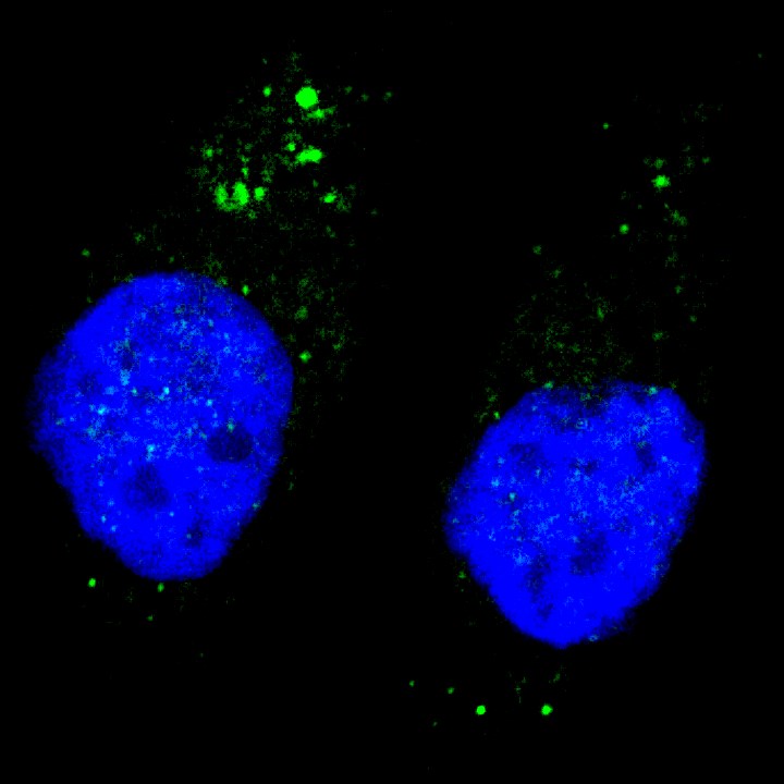 IF - Phospho-ULK1(S556) Antibody AP3804a