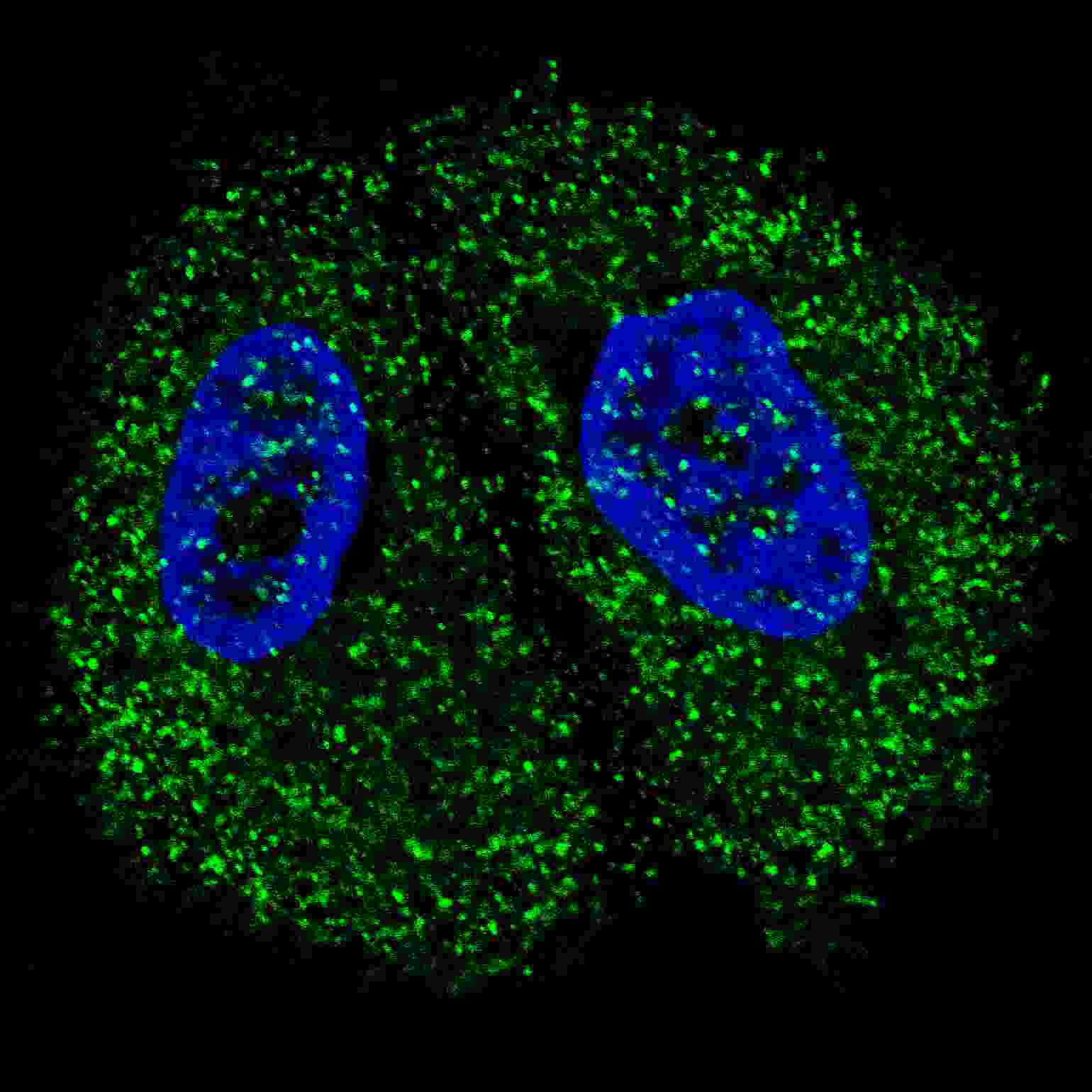 Fluorescent confocal image of MCF7 cells stained with Pyruvate Kinase (PKM2) (C-term) antibody. MCF7 cells were fixed with 4% PFA (20 min), permeabilized with Triton X-100 (0.2%, 30 min). Cells were then incubated with AP7044b Pyruvate Kinase (PKM2) (C-term) primary antibody (1:200, 2 h at room temperature). For secondary antibody, Alexa Fluor� 488 conjugated donkey anti-rabbit antibody (green) was used (1:1000, 1h). Nuclei were counterstained with Hoechst 33342 (blue) (10 ?g/ml, 5 min). Note the highly specific localization of the Pyruvate Kinase (PKM2) mainly to the cytoplasm, supported by Human Protein Atlas Data (http://www.proteinatlas.org/ENSG00000067225).