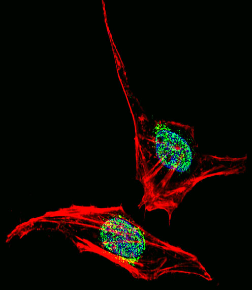 Fluorescent confocal image of Hela cell stained with EN2 Antibody (C-term)(Cat#AP7457b). Hela cells were fixed with 4% PFA (20 min), permeabilized with Triton X-100 (0.1%, 10 min), then incubated with EN2 primary antibody (1:25, 1 h at 37?). For secondary antibody, Alexa Fluor� 488 conjugated donkey anti-rabbit antibody (green) was used (1:400, 50 min at 37?).Cytoplasmic actin was counterstained with Alexa Fluor� 555 (red) conjugated Phalloidin (7units/ml, 1 h at 37?). Nuclei were counterstained with DAPI (blue) (10 �g/ml, 10 min). EN2 immunoreactivity is localized to nucleus significantly and Cytoplasm weakly.