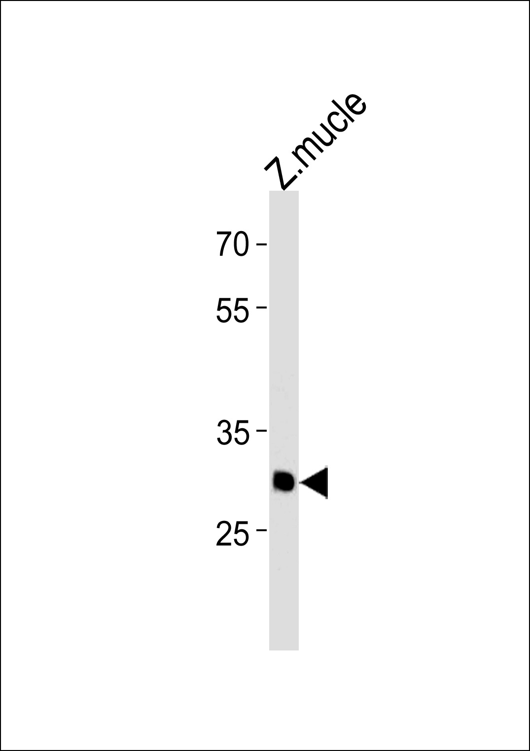 DANREhmx3 Antibody (Center) (Cat. #Azb10011a) western blot analysis in zebra fish muscle tissue lysates (35ug/lane).This demonstrates the DANREhmx3 antibody detected the DANREhmx3 protein (arrow).