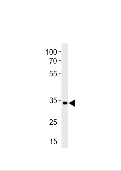 DANRE pax2a Antibody (Center) (Cat. #Azb10018a) western blot analysis in zebra fish brain tissue lysates (35ug/lane).This demonstrates the DANRE pax2a  antibody detected the DANRE pax2a  protein (arrow).