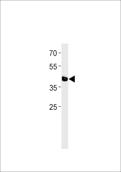 DANRE tfap2e Antibody (C-term) (Cat. #Azb10019a) western blot analysis in zebra fish brain tissue lysates (35ug/lane).This demonstrates the DANRE tfap2e antibody detected the DANRE tfap2e protein (arrow).