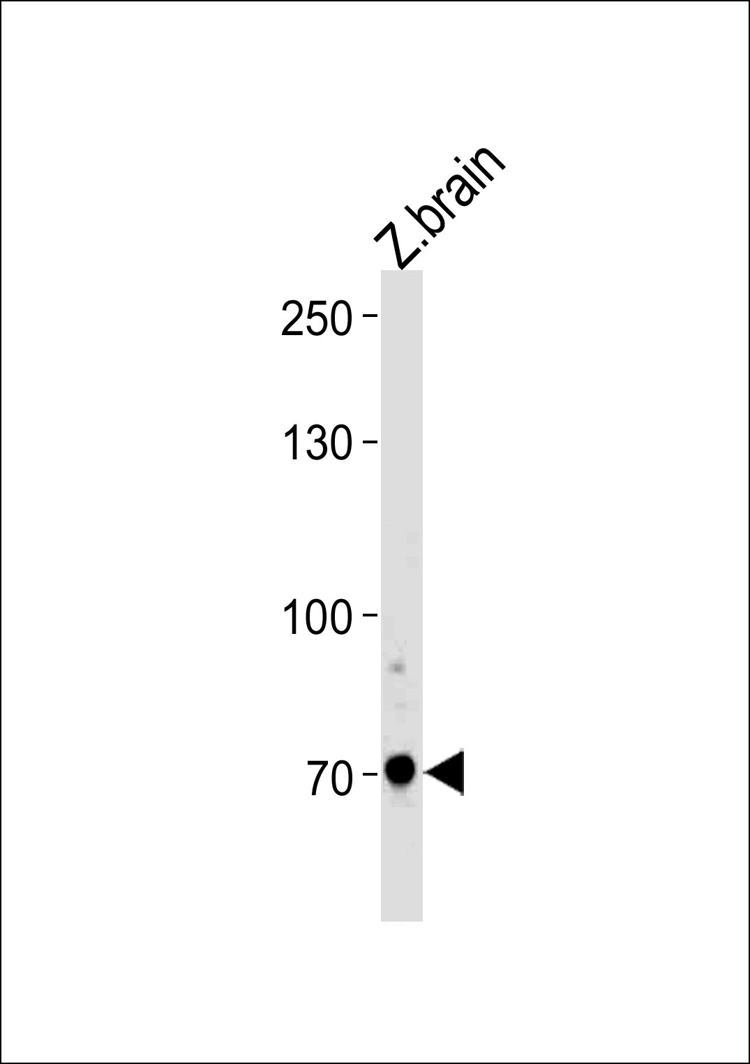 DANRE arnt2 Antibody (Center) (Cat. #Azb10020a) western blot analysis in zebra fish brain tissue lysates (35ug/lane).This demonstrates the ARNT2 antibody detected the ARNT2 protein (arrow).