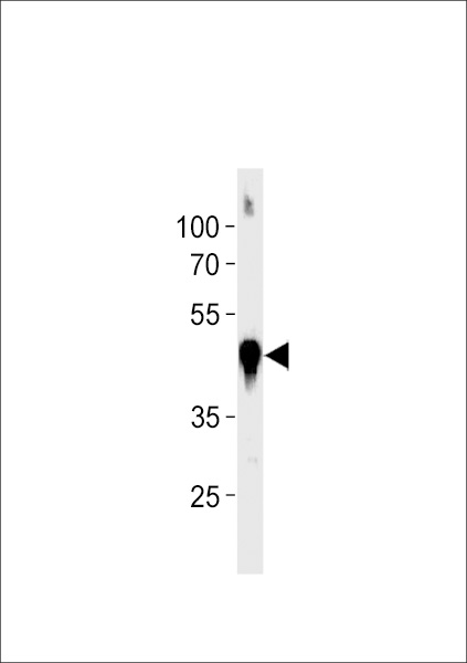 DANRE actba Antibody (Center) (Cat. #Azb10021c) western blot analysis in zebra fish muscle tissue lysates (35ug/lane).This demonstrates the DANRE actba antibody detected the DANRE actba protein (arrow).