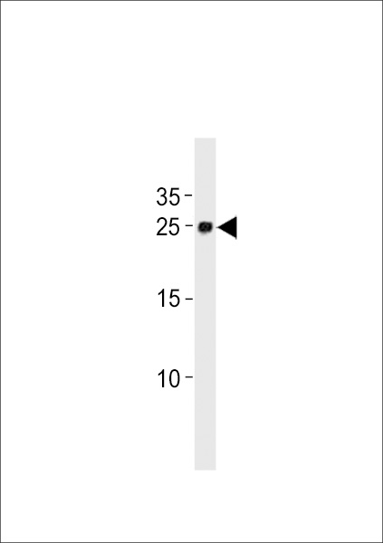 DANRE ywhag1 Antibody (Center) (Cat. #Azb10022c) western blot analysis in zebra fish brain tissue lysates (35ug/lane).This demonstrates the DANRE ywhag1 antibody detected the DANRE ywhag1 protein (arrow).