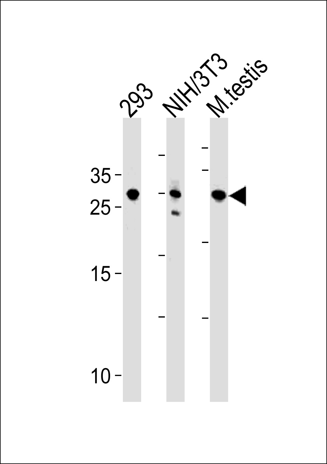 WB - RNF166 Antibody (Center) AP20484c