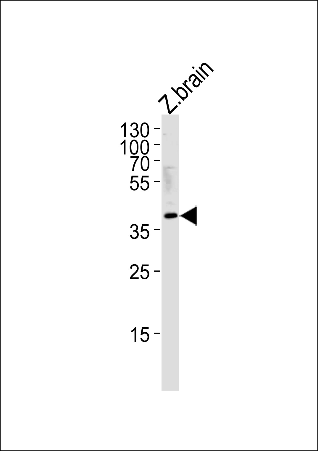 DANRE hey2 Antibody (C-term) (Cat. #Azb10024b) western blot analysis in zebra fish brain tissue lysates (35ug/lane).This demonstrates the DANRE hey2 antibody detected the DANRE hey2 protein (arrow).