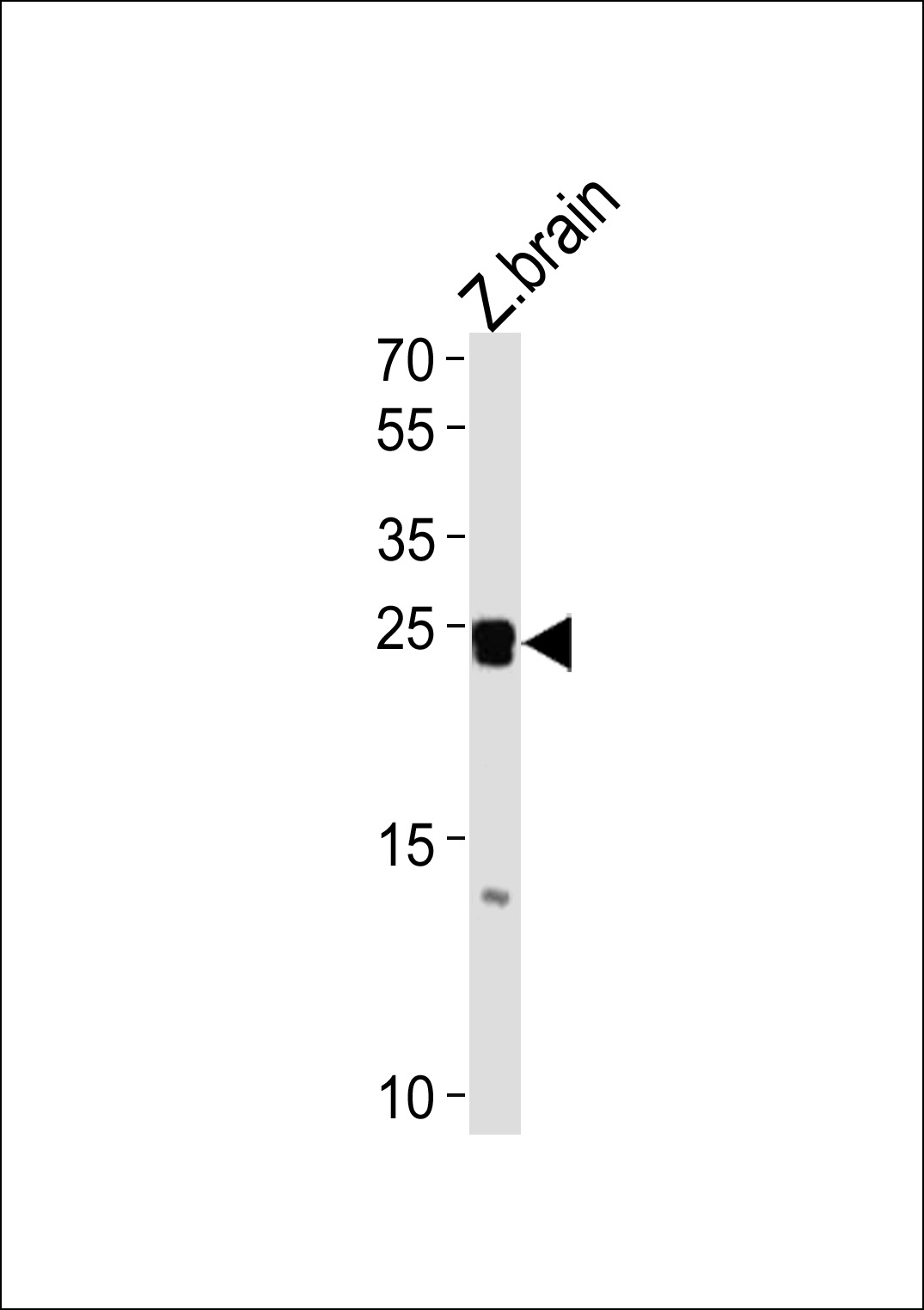 DANRE neurog1 Antibody (Center) (Cat. #Azb10027b) western blot analysis in zebra fish brain tissue lysates (35ug/lane).This demonstrates the DANRE neurog1 antibody detected the DANRE neurog1 protein (arrow).