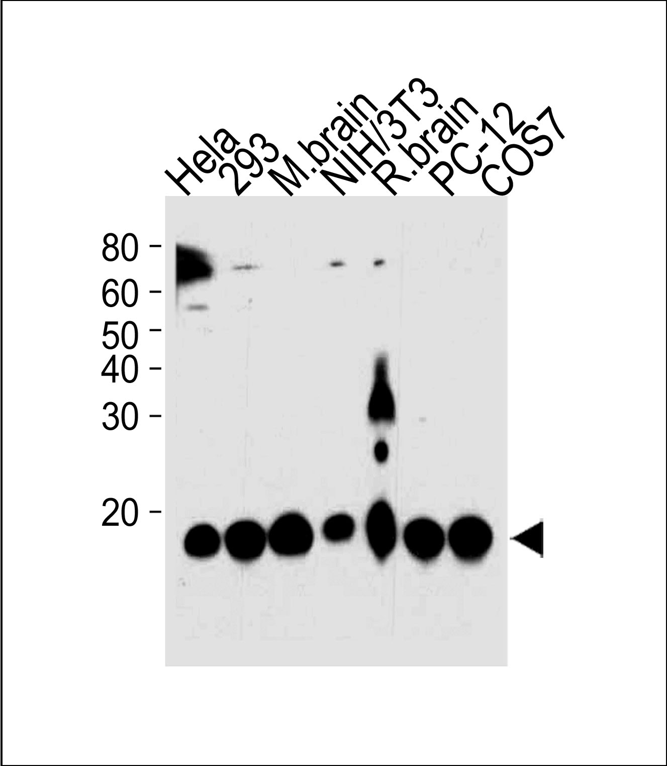 PIN1 Antibody (Cat. #AM2212b) western blot analysis in Hela,293,mouse NIH/3T3,PC-12,COS-7 cell line and mouse brain,rat brain tissue lysates (35?g/lane).This demonstrates the PIN1 antibody detected the PIN1 protein (arrow).