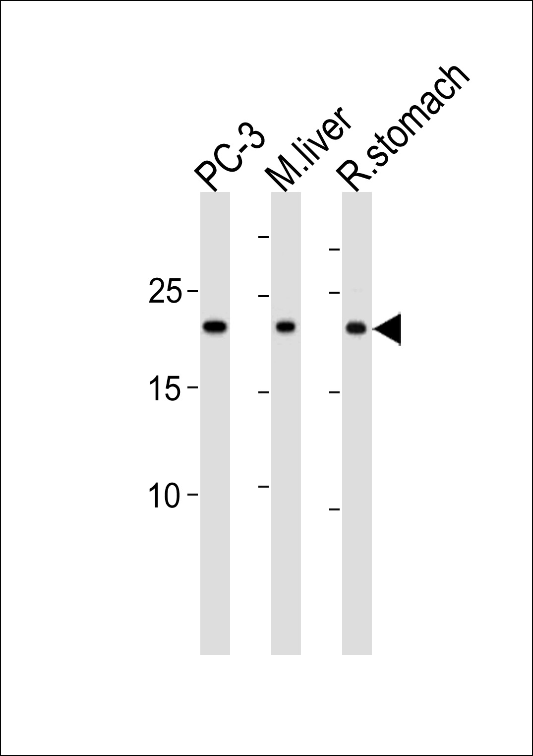 PSMB2 Antibody (C-term) (Cat. #AP20507b) western blot analysis in PC-3 cell line,mouse liver and rat stomach tissue lysates (35ug/lane).This demonstrates the PSMB2 antibody detected the PSMB2 protein (arrow).