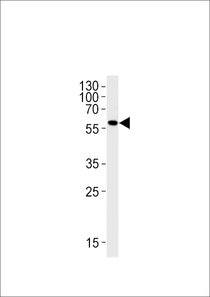 DANRE mao Antibody (Center) (Cat. #Azb10032a) western blot analysis in zebra fish brain tissue lysates (35ug/lane).This demonstrates the DANRE mao antibody detected the DANRE mao protein (arrow).