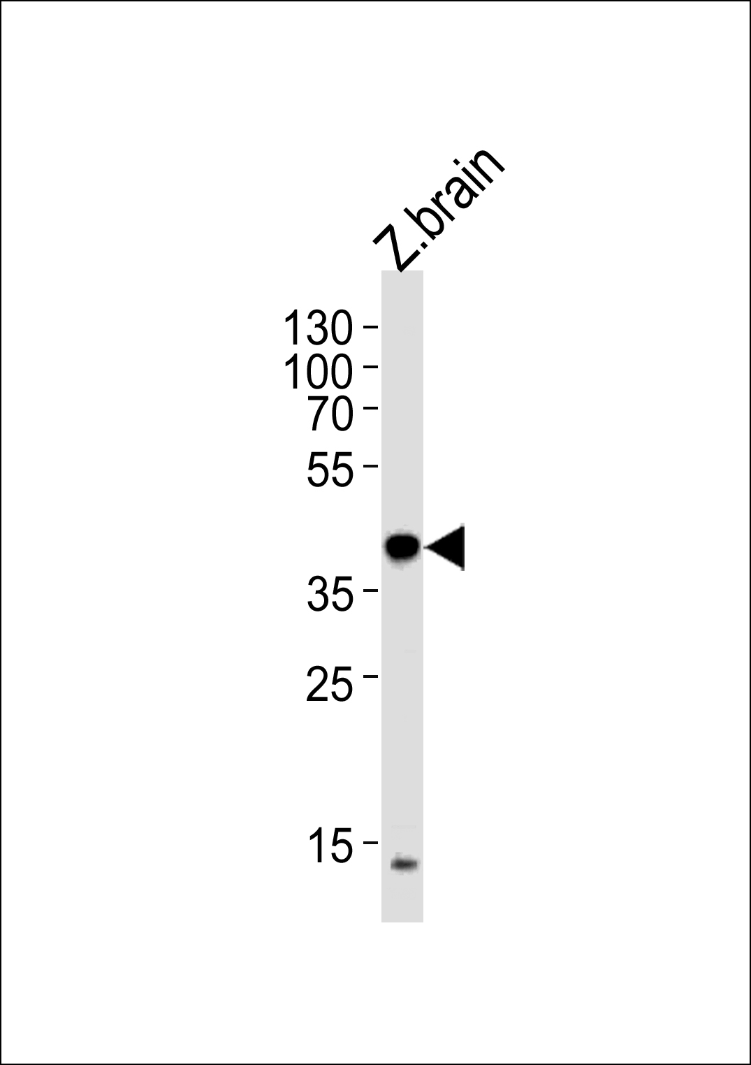 (DANRE) eif3eb Antibody (Center) (Cat.# AP19409c) western blot analysis in zebra fish brain tissue lysates (35ug/lane).This demonstrates the (DANRE) eif3eb antibody detected the (DANRE) eif3eb protein (arrow).