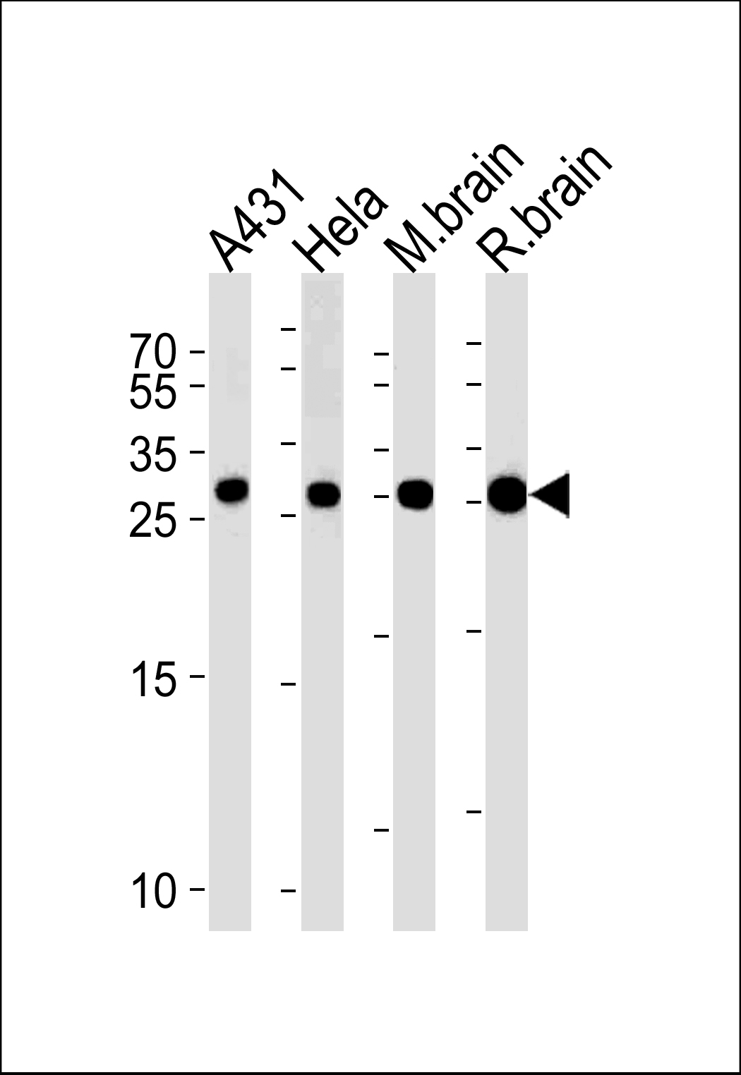 WB - YWHAG Antibody (N-term) [Knockout Validated] AW5704-U100