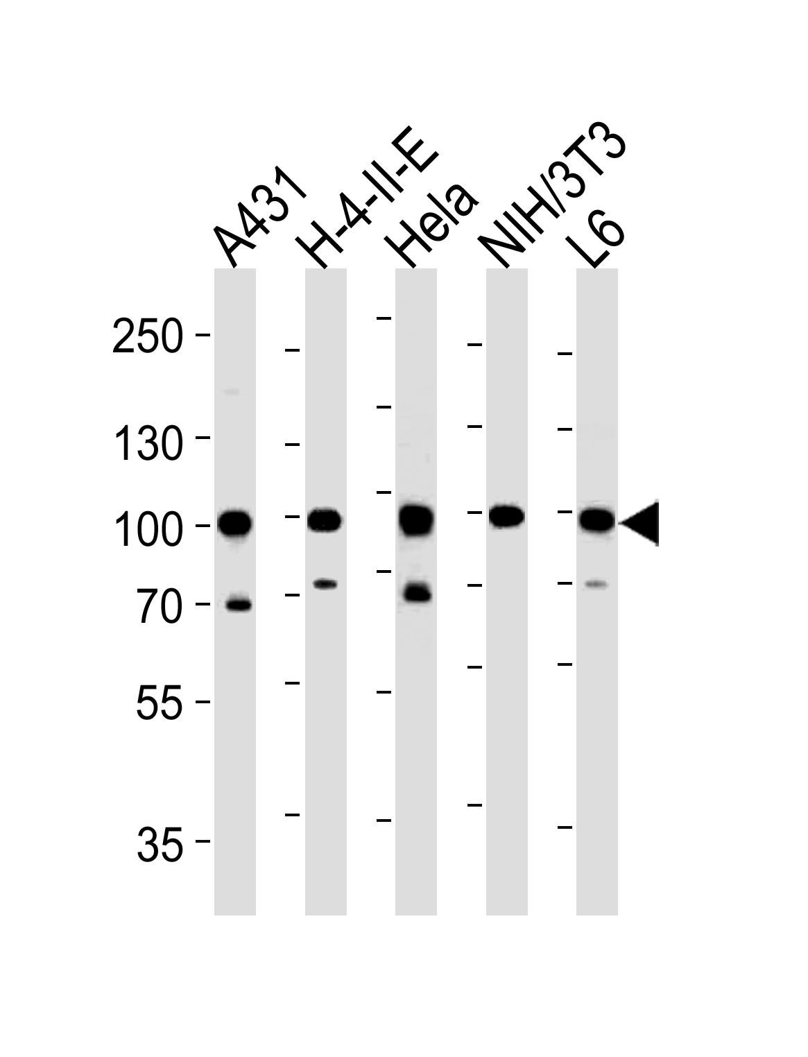 HSP90AB1 Antibody (C-term) (Cat.# AP7867b) western blot analysis in A431,H-4-II-E,Hela,mouse NIH/3T3,rat L6 cell line lysates (35ug/lane).This demonstrates the HSP90AB1 antibody detected the HSP90AB1 protein (arrow).