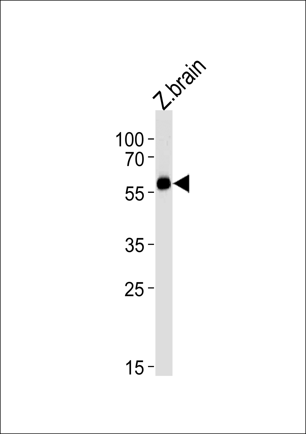 DANRE foxh1 Antibody (Center) (Cat. #Azb10035a) western blot analysis in zebra fish brain tissue lysates (35ug/lane).This demonstrates the DANRE foxh1 antibody detected the DANRE foxh1 protein (arrow).